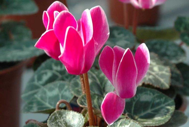 Cyclamen - photo