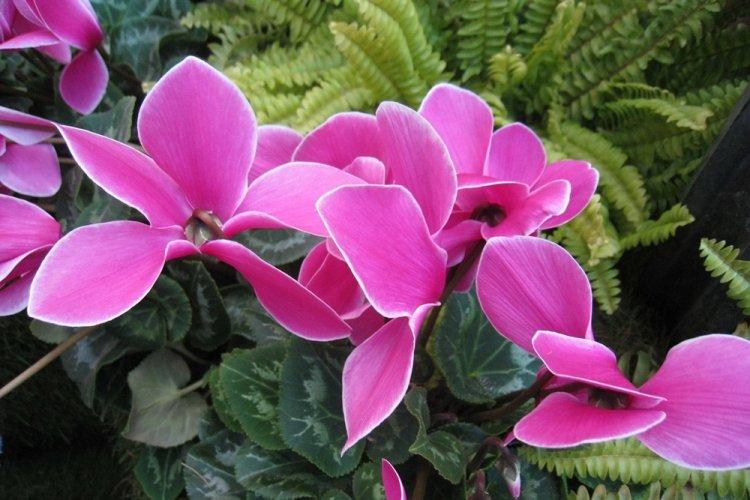 Cyclamen - photo