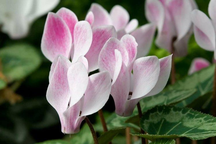Cyclamen - photo