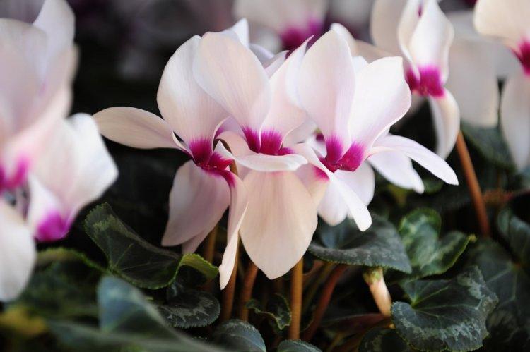 Cyclamen - photo