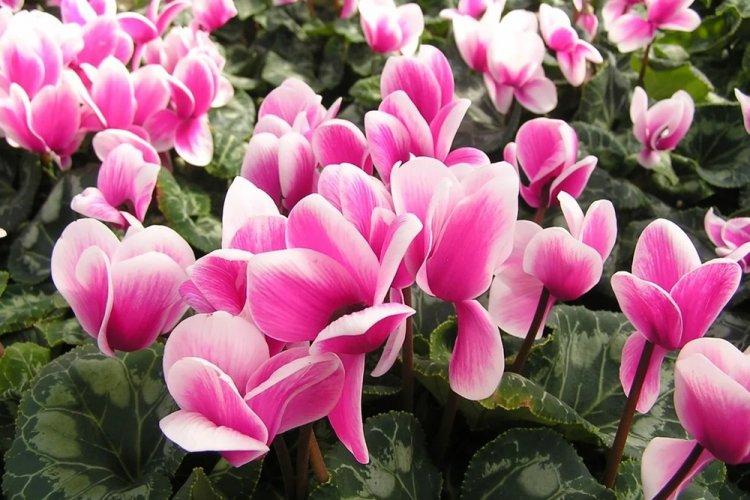 Cyclamen - photo