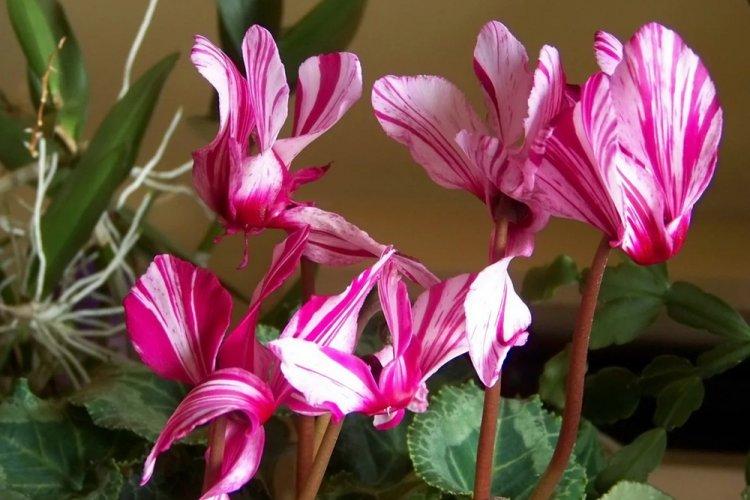 Cyclamen - photo