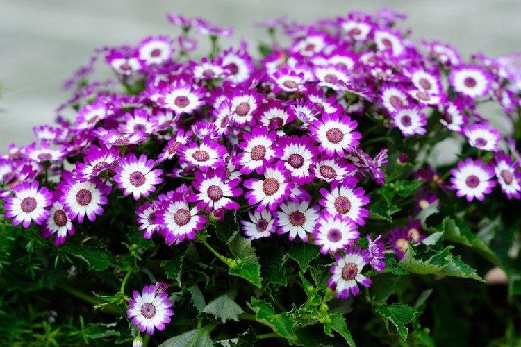 Informations générales - Cineraria