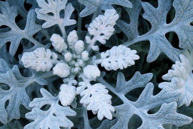 Cineraria de bord de mer - Types de cinéraires