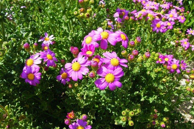 Cineraria gracieuse - Types de cinéraires