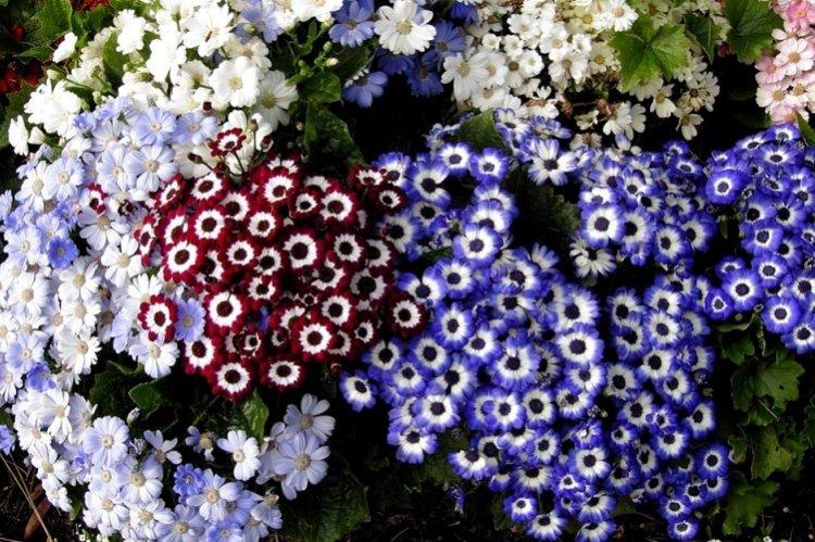 Température et éclairage - Cineraria Care