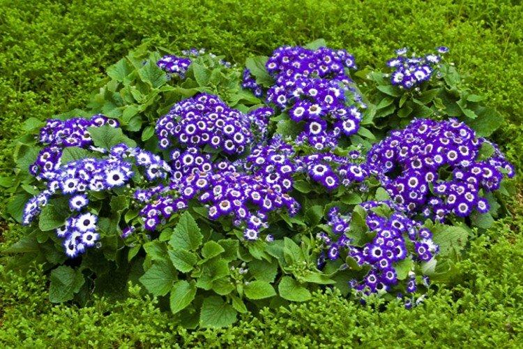 Arrosage - Cineraria Care