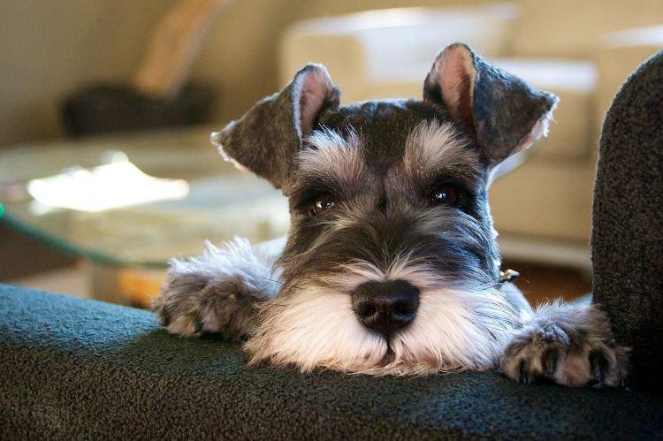 Informations générales sur la race - Schnauzer nain