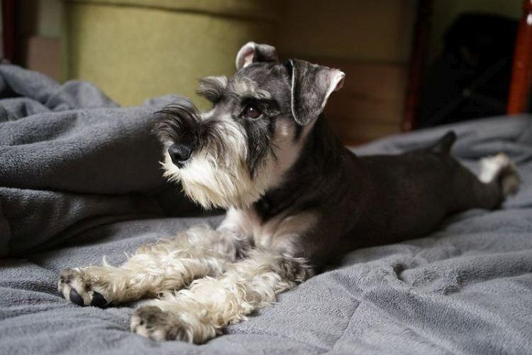 Conditions de détention - Schnauzer nain