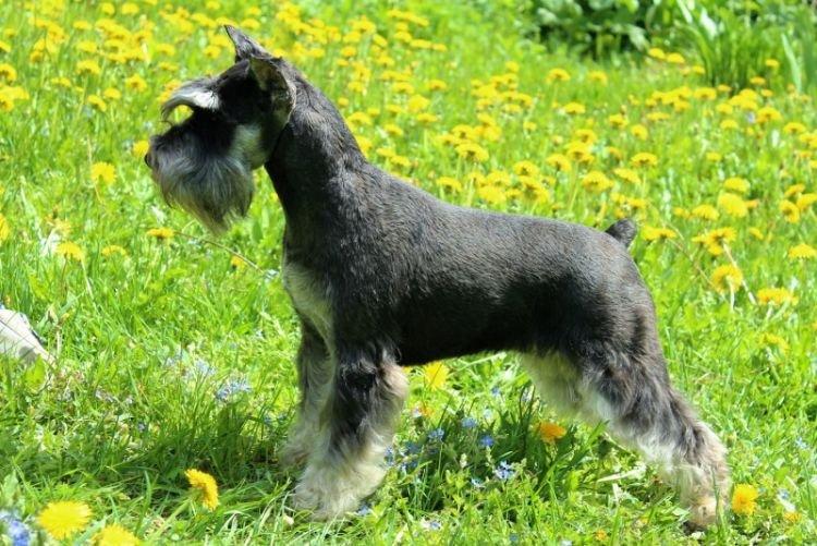 Soins - Schnauzer nain
