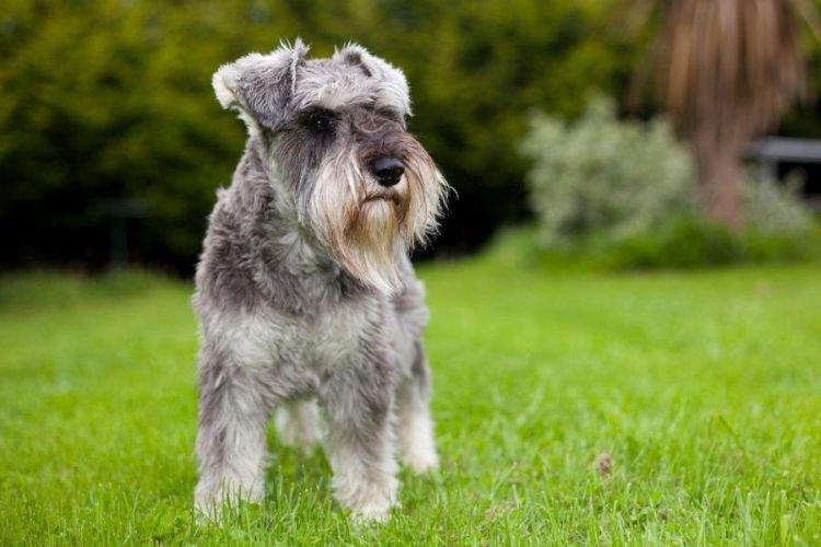 Formation - Schnauzer nain