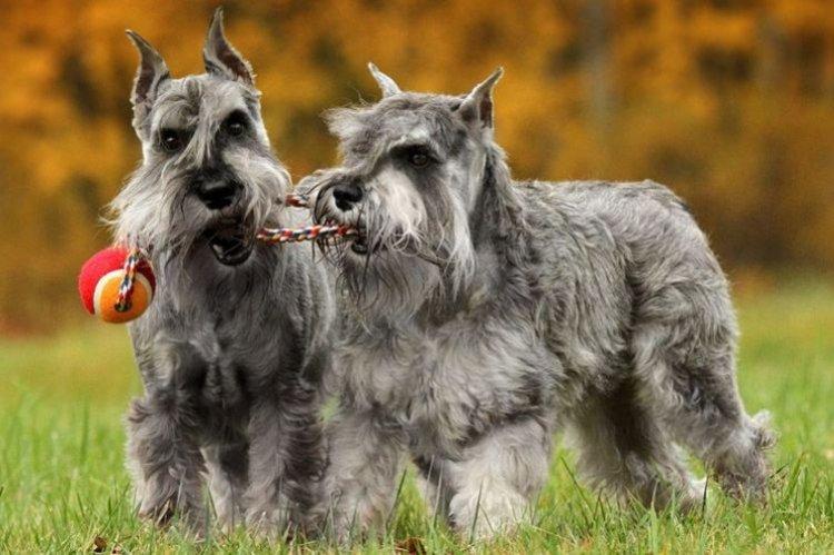 Schnauzer nain avec d'autres animaux