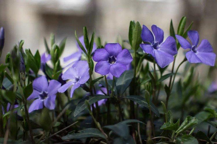 Pervenche - Fleurs vivaces pour un parterre de fleurs