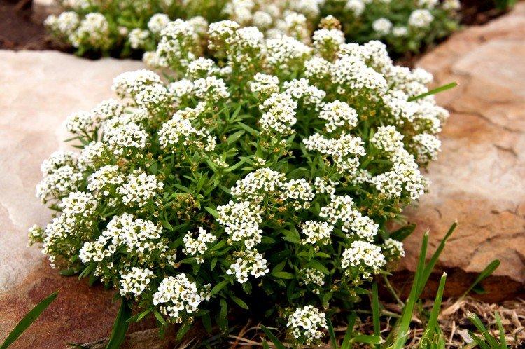 Alyssum - Fleurs vivaces pour un parterre de fleurs