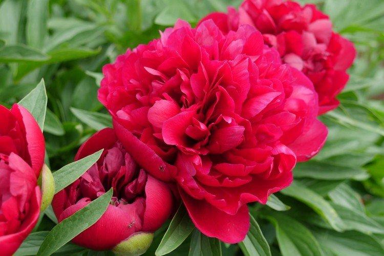 Pivoine - Fleurs vivaces pour un parterre de fleurs