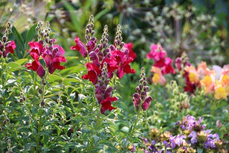 Snapdragon - Fleurs annuelles pour le parterre de fleurs