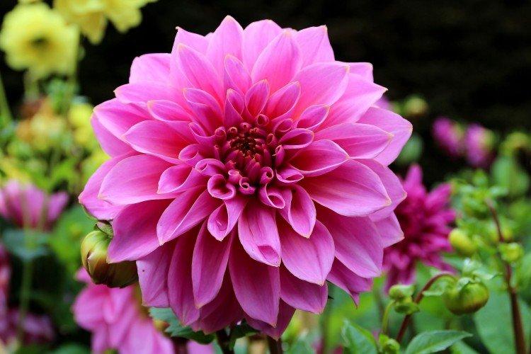 Dahlias - Fleurs annuelles pour un parterre de fleurs