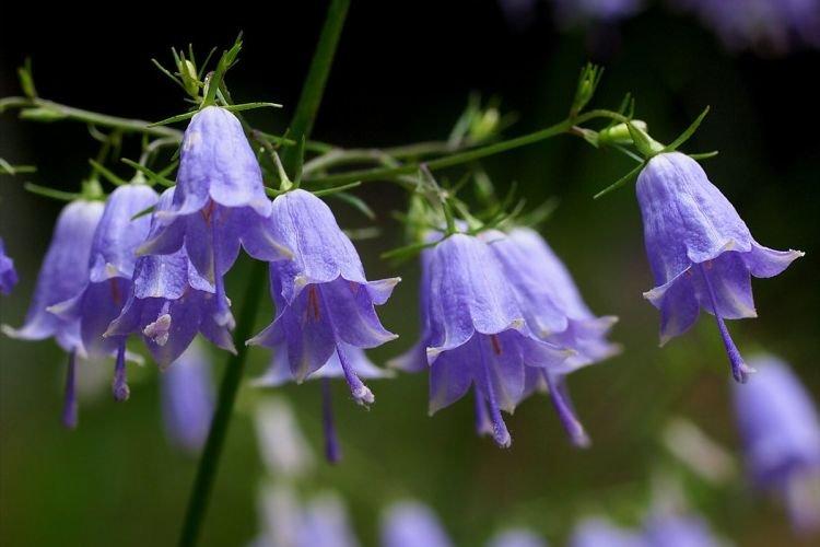 Adenophora - Fleurs en forme de cloche