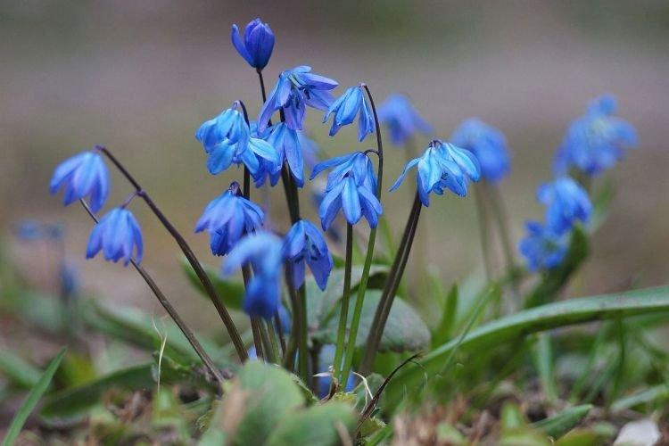 Scylla - Des fleurs comme des cloches