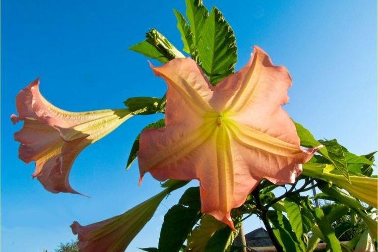 Brugmansia - Des fleurs comme des cloches