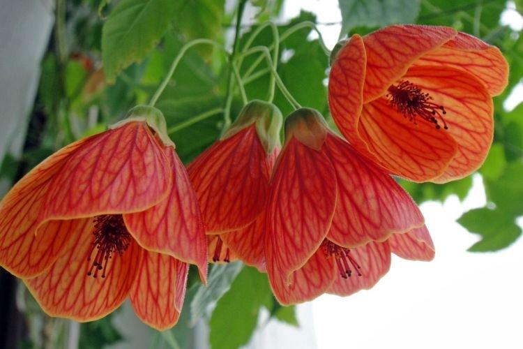Abutilon - Fleurs qui ressemblent à des cloches