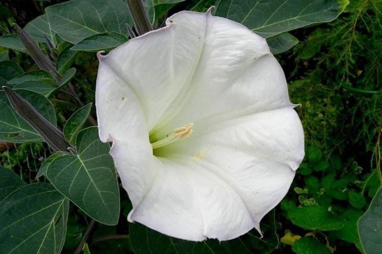 Datura - Des fleurs comme des cloches