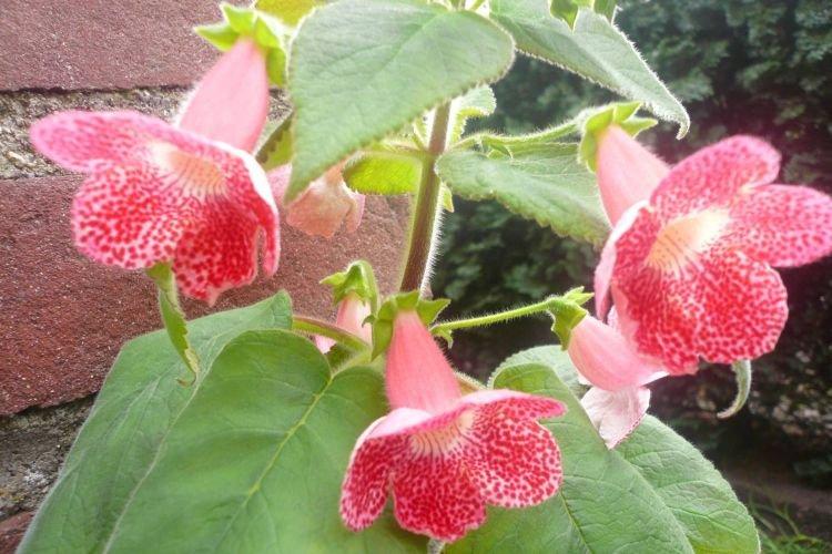 Coleria - Fleurs comme des cloches