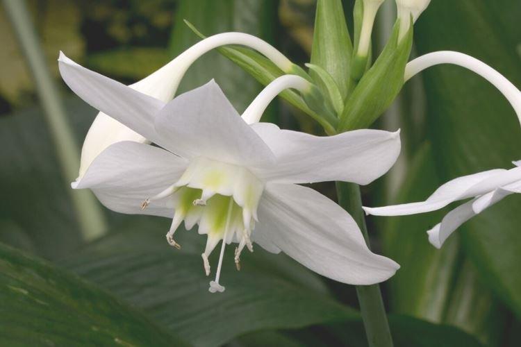 Eucharis - Des fleurs comme des lys