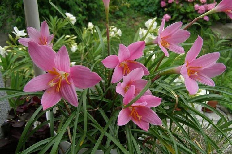 Zéphyranthes - Des fleurs comme des lys