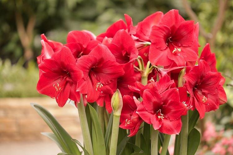 Amaryllis - Fleurs comme des lys