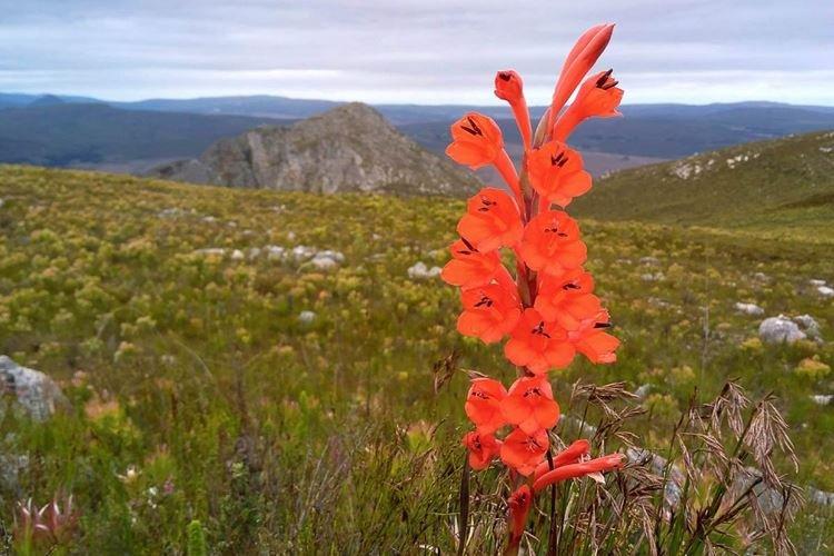 Utsonia - Fleurs semblables aux lys