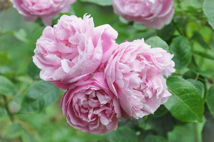 Rose pivoine - Fleurs semblables aux pivoines
