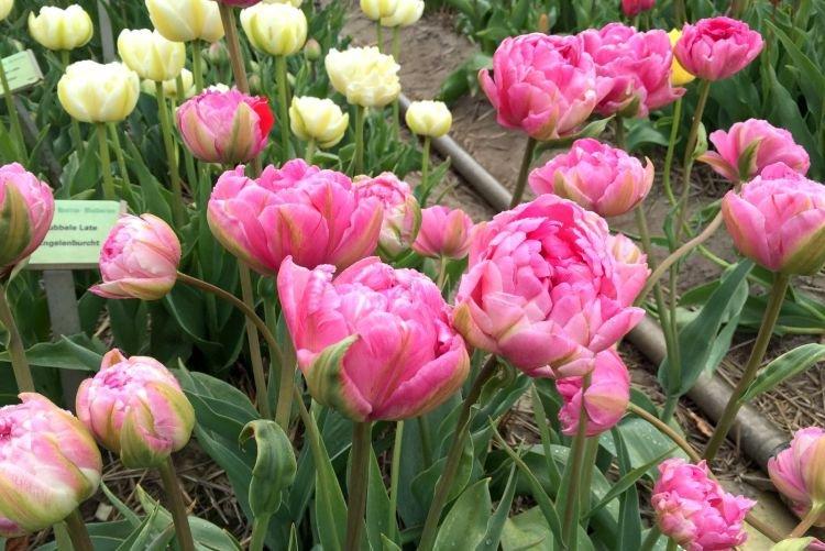 Tulipe double - Fleurs de pivoine