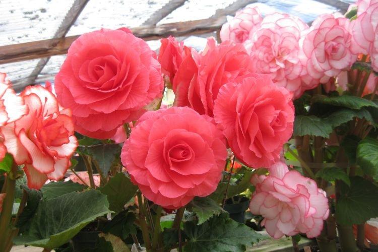 Bégonia Terry - Fleurs ressemblant à des pivoines