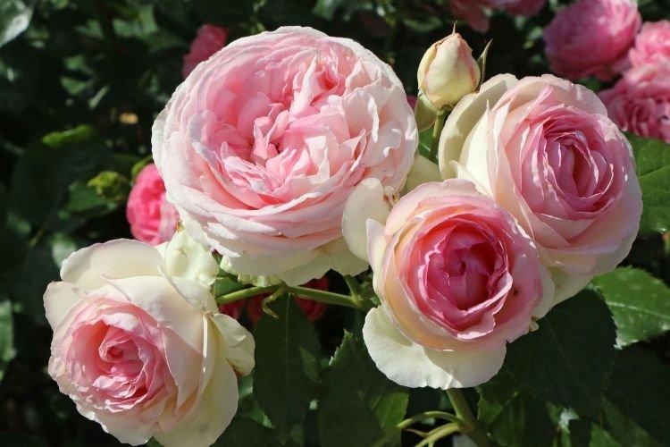 Rose Eden Rose - Fleurs semblables aux pivoines