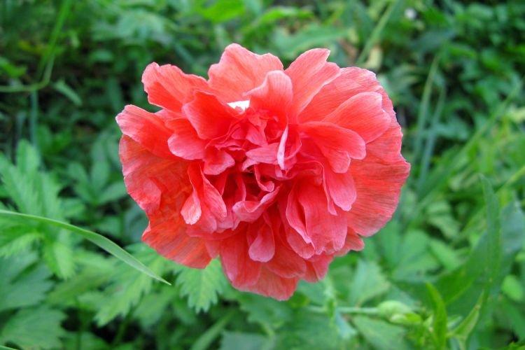 Peony Poppy - Fleurs semblables aux pivoines