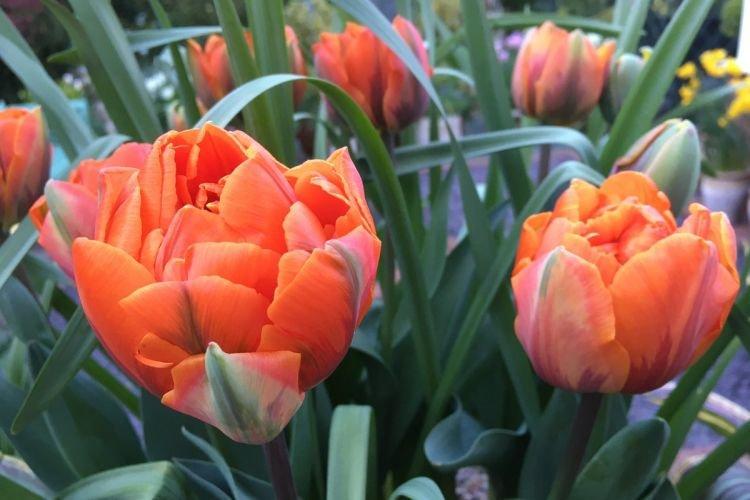 Tulipe Orange Princess - Fleurs ressemblant à des pivoines