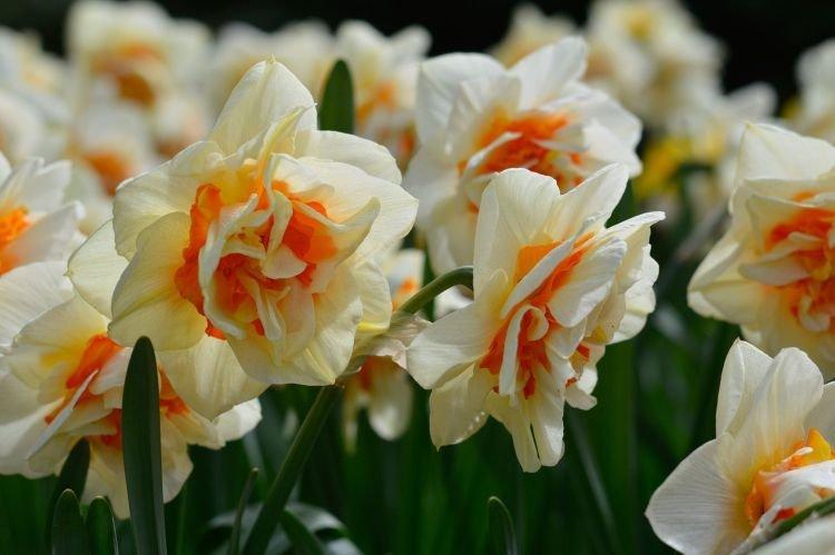 Jonquille Terry - Fleurs ressemblant à des pivoines