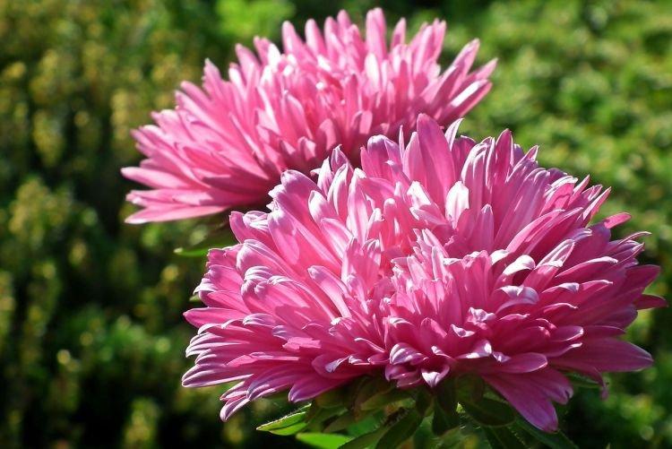 Aster de Chine - Fleurs comme des pivoines