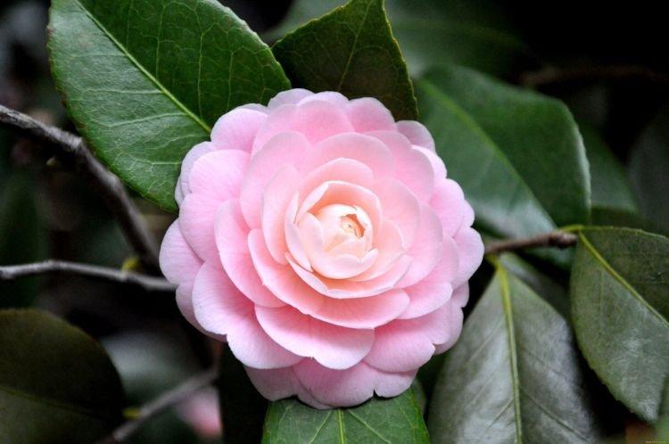 Camélia - Fleurs semblables aux pivoines