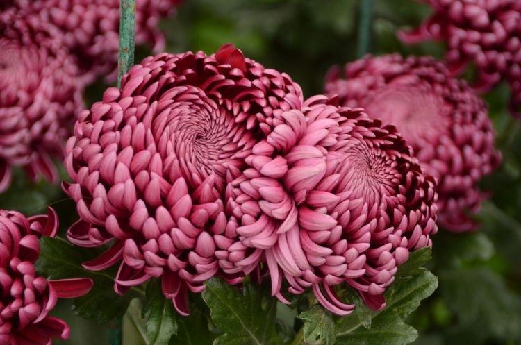 Pompon Chrysanthemum - Fleurs de pivoine