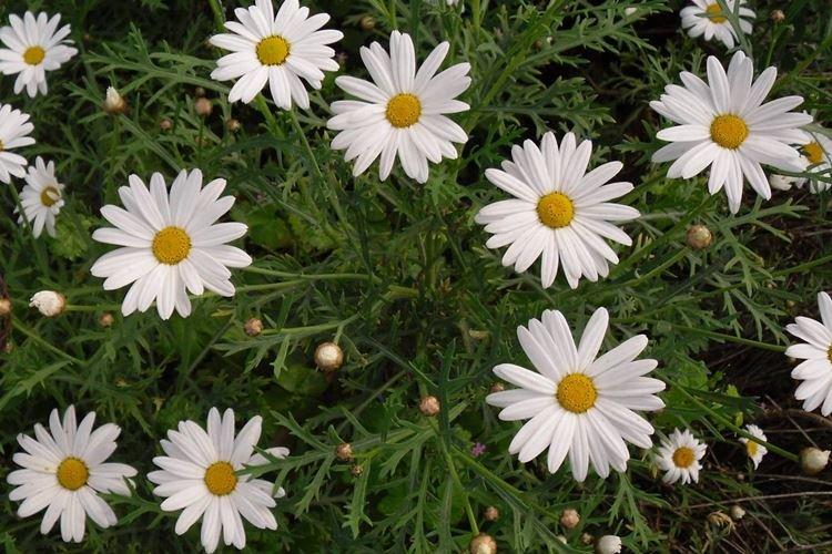 Anacyclus - Fleurs semblables à la camomille