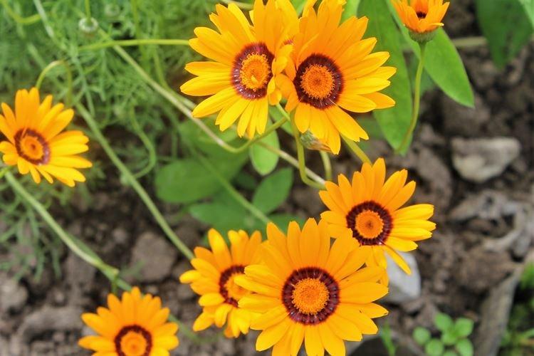 Ursinia - Fleurs ressemblant à de la camomille