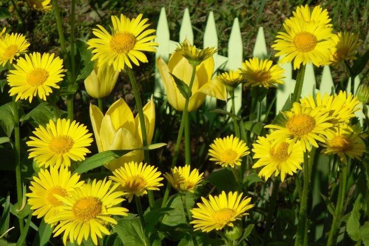 Doronicum - Fleurs semblables aux marguerites