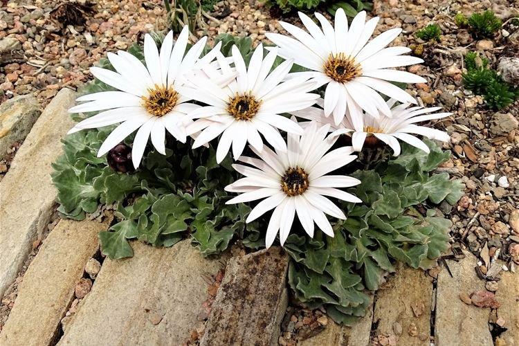 Arctotis - Fleurs ressemblant à de la camomille