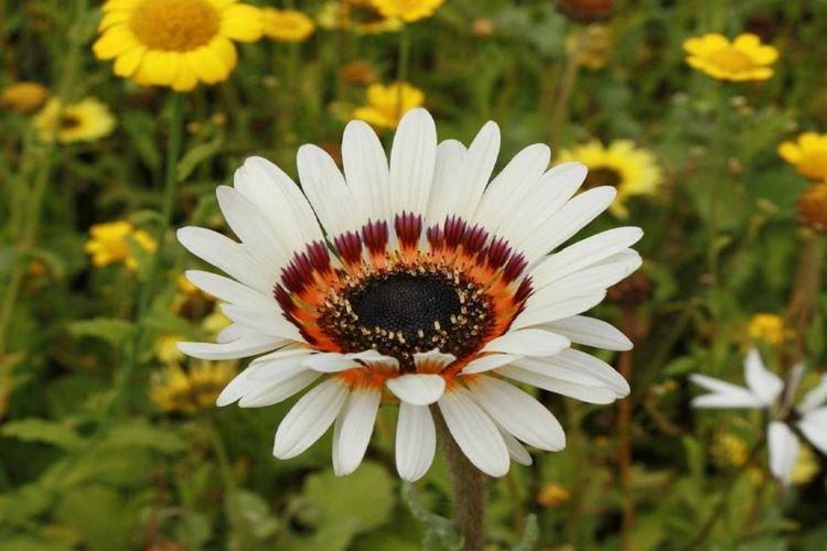 Venidium - Fleurs ressemblant à de la camomille