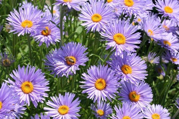 Aster des Alpes - Fleurs ressemblant à de la camomille