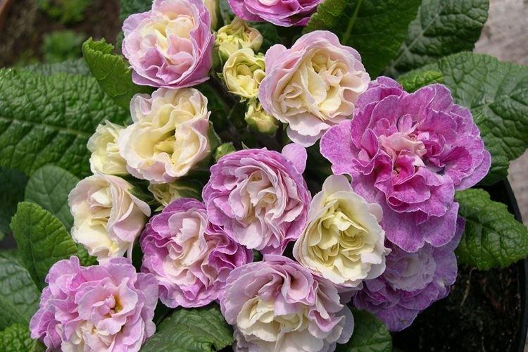 Primevère éponge - Des fleurs comme des roses