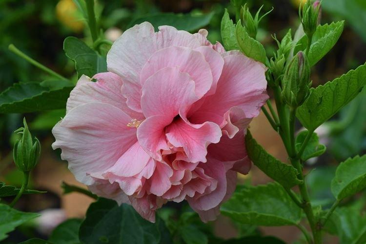 Hibiscus - Des fleurs comme des roses