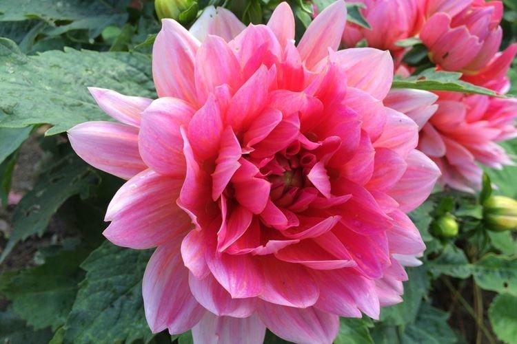 Dahlias - Des fleurs comme des roses
